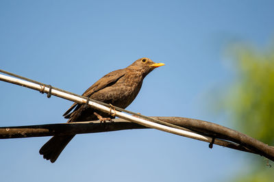 Low angle view of bird perching on branch against sky