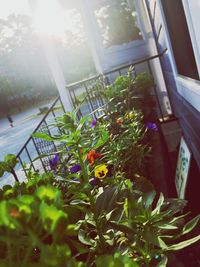 Close-up of plants growing in greenhouse