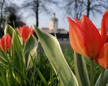 Close-up of red tulips