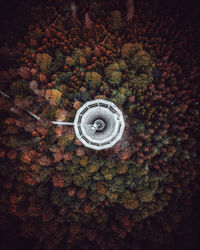 High angle view of tree trunk