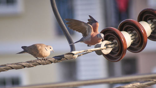 Close-up of bird perching outdoors