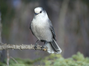 Close-up of bird perching outdoors