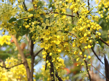 Close-up of yellow flowering plant