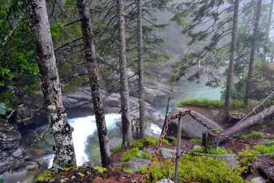 Scenic view of river amidst trees in forest