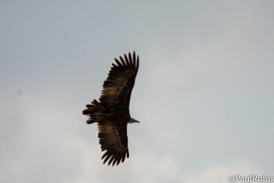 Low angle view of eagle flying against clear sky