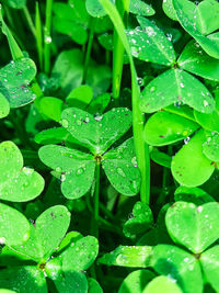 High angle view of raindrops on leaves