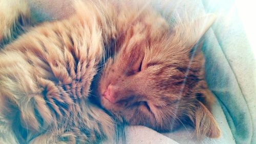 Close-up of cat sleeping