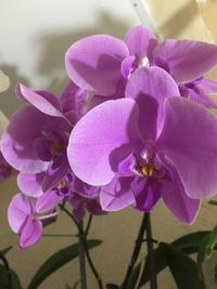 Close-up of pink orchids