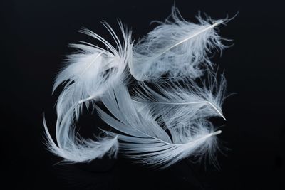 Close-up of feather against black background