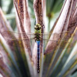 Close-up of insect on leaf