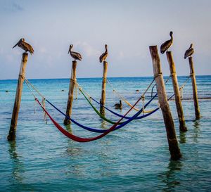 Birds perching on wooden posts over sea