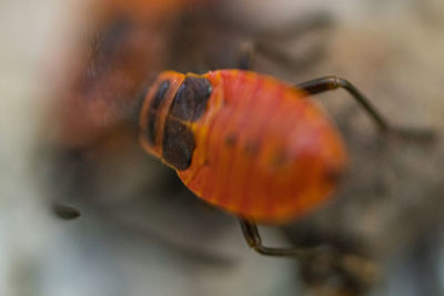 Close-up of orange butterfly