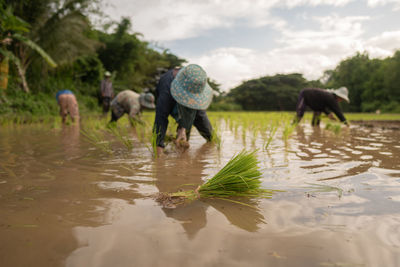 Farmers working in rice paddy at farm against sky 