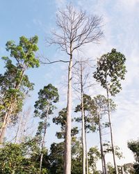 Low angle view of trees against sky