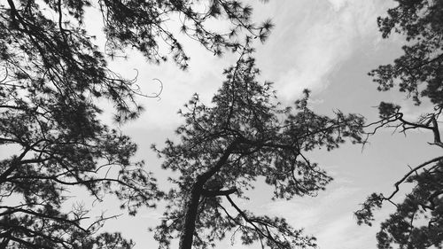 Low angle view of silhouette trees against sky