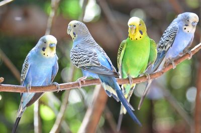 Close-up of budgerigars perching on branch