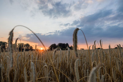 Plants growing on field against sky during sunset