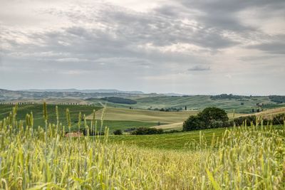 Scenic view of agricultural field against sky