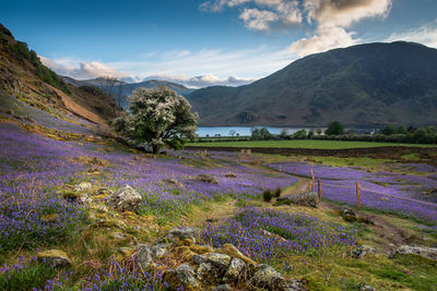 The carpet of bluebells at rannerdale most of the valley turns blue when the bluebells are in bloom