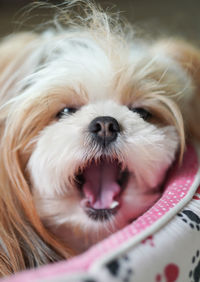 Close-up portrait of dog