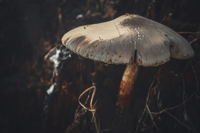 Close-up of mushroom