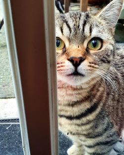 Close-up portrait of a cat