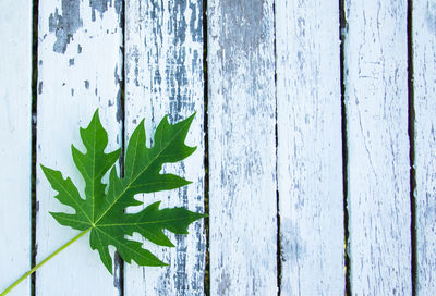 Close-up of leaves against plants