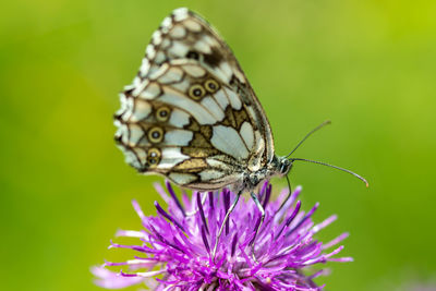 Close-up of butterfly pollinating on purple flower