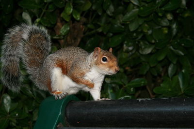 Close-up of squirrel