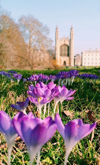 Close-up of purple crocus flowers on field