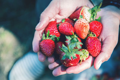 Close-up of hand holding strawberries