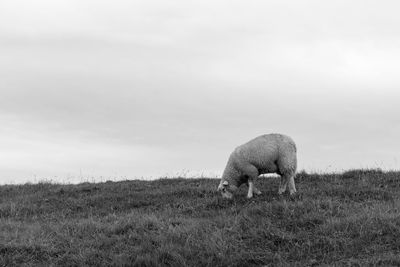 Sheep grazing on field against sky