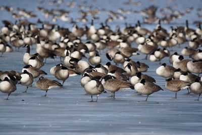 Flock of birds in lake