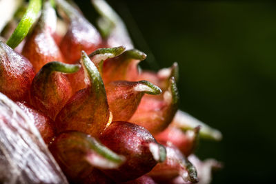 Close-up of strawberries