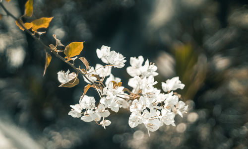 Close-up of white flowers on tree