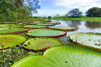 Water lily in lake against sky