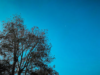 Low angle view of tree against blue sky