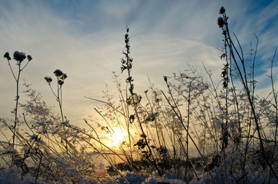 Plants growing at sunset