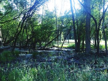 Scenic view of trees by river