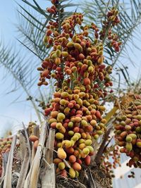 Low angle view of fruits on tree against sky