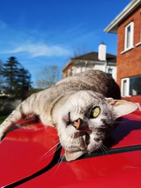 Close-up of a cat