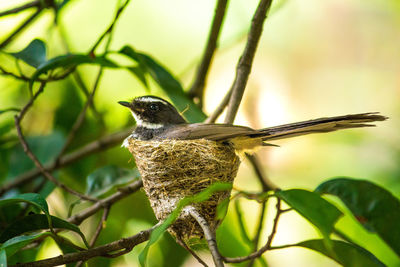 Close-up of bird perching on branch