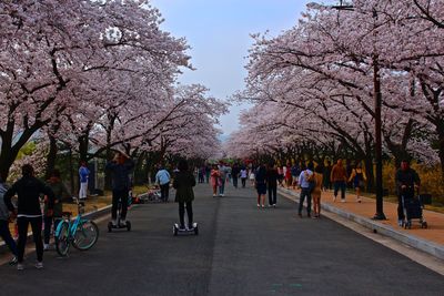 Crowd walking on street amidst cherry trees in park against sky