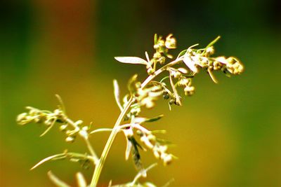 Close-up of flowering plant on field