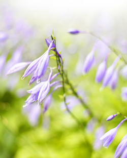 Close-up of purple flowering plant