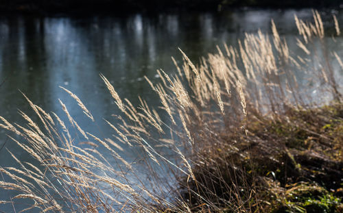 Close-up of grass in water