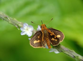 Close-up of butterfly pollinating on flower