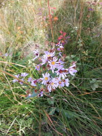 Close-up of pink flowers growing on field