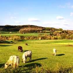 Sheep grazing on grassy field