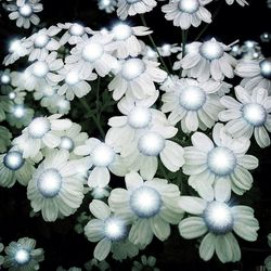 Close-up of white flowers